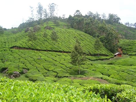 zina cottage|ZINA COTTAGE (Munnar, Kerala) .